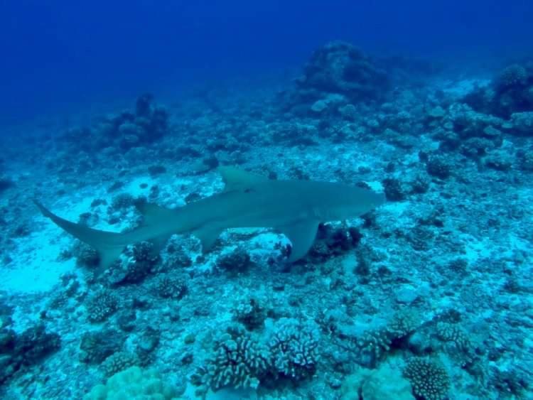 Manava Tahara'A Home Stay Mahina Kültér fotó